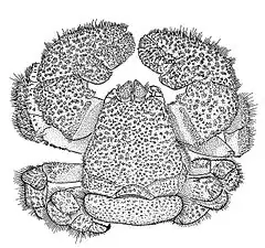 Lomis hirta, espèces isolée d'un groupe ancien de crustacés anomoures