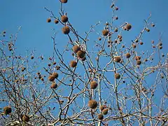 Fruit dans l'arbre en hiver.