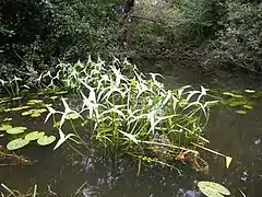 Sagittaire en forme de flèche.