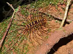 Thereuopoda longicornis (Scutigeridae)