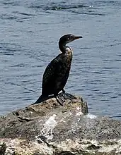 Le cormoran africain (Phalacrocorax africanus)