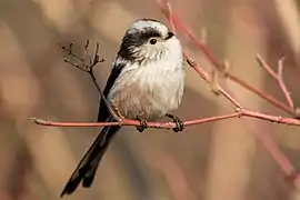 Une mésange à longue queue perchée sur une petite branche (Gennevilliers, France, janvier 2022).