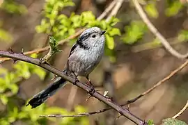 Mésange à longue queue dans des ronces (Gennevilliers, France, mars 2022).