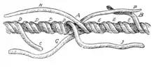 Détail d'une épissure longue. Les brins sont raccordés sur une plus grande distance.