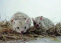 Description de l'image Long Eared hedgehog.jpg.