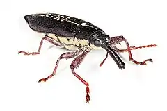 Description de l'image Long nosed weevil.jpg.