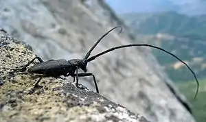 Monochamus scutellatus oregonensis (Coleoptera), Sequoia National Park, USA