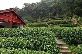 Jardin de thé du Puits du dragon.