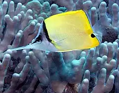 Description de l'image Longnose Butterflyfish.jpg.