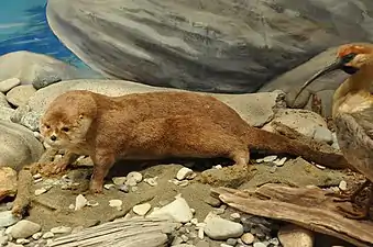 Loutre du Chili (Lontra provocax) surnommée "tigre d'eau" (tigre del agua)