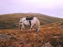 Cheval obèse portant un matériel de bât sur le dos dans un paysage rocailleux.