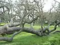 Ici, c'est le caractère rampant des branches qui impressionne (Lopez Lake, San Luis Obispo County parks, Californie, États-Unis).