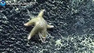 Une Lophaster dévorant un crinoïde dans les abysses de l'Océan Pacifique.