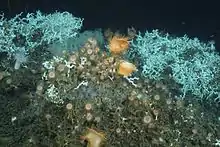  Récif à Desmophyllum pertusum sur lequel sont fixées des anémones de mer de différentes espèces