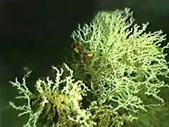 Récif de Lophelia pertusa