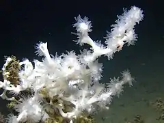 branche de corail blanc dont les polypes sont déployés