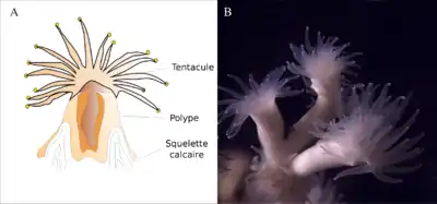 A :schéma d'un polype vu en coupe ; B : photo de polypes en gros plan