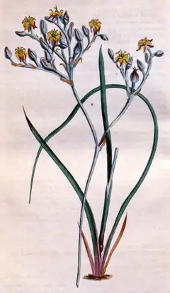 Description de l'image Lophiola aurea CBM.png.