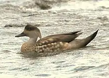 Canard huppé (Lophonetta specularioides)