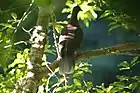 Pigeon des lauriers, espèce sympatrique également endémique des mêmes îles