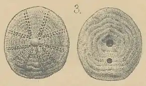 Description de l'image Lorié 1887 P1 fig03 Echinocyamus pusillus.jpg.