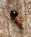 Loricula sp., femelle, Allemagne.