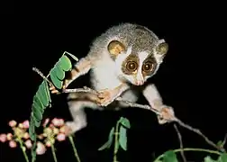 Un loris (Lorisiformes)