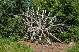 Racines d'un Épicéa commun, Forêt-Noire, Allemagne.