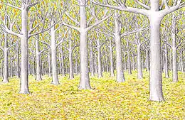 Dessin d'une forêt d'arbres aux troncs blancs et aux feuilles dorées.