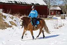 Cheval roux dans la neige monté par une femme dodue