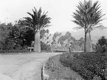 Palmiers adultes avec personnage de profil admirant les imposants cocotiers. Photographie ancienne en noir et blanc. Chemin avec panneau indicatif au premier plan.