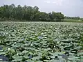Plantation de lotus sacré au Pendjab. Comme le riz et le taro, le lotus est souvent planté en parcelles inondables. Pakistan, 2008.