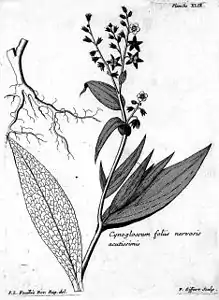 Cynoglossum