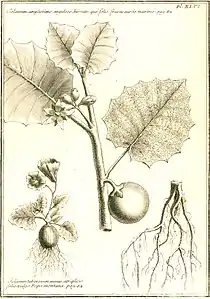 À droite Solanum macrocarpum