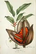 Heliconia bihai et Urania guyanensis