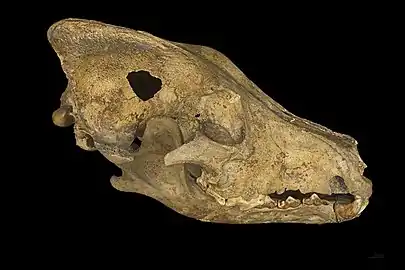 Crâne de loup (Canis lupus) trouvé par Félix Régnault —MHNT