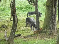 Loups noirs de l'ouest canadien.