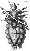 Dessin d'un pou dans Micrographia.