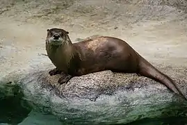 Lontra canadensis