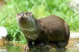 Vue d'un adulte de loutre sur un tronc émergeant de l'eau