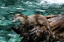 Loutre d'Europe(Lutra lutra).