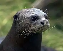 Tête d'une loutre vue légèrement de profil