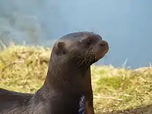 Photo de la tête d'une loutre vue de profil.