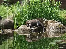 Photo d'une loutre mangeant un poisson qu'elle tient dans ses pattes avant, sur un rocher au bord d'un bassin.