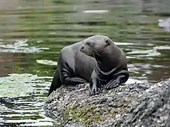 Une loutre géante sur un rocher