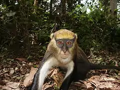 Description de l'image Lowe's Mona Monkey.JPG.