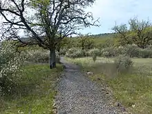 Sentier caillouteux au milieu d'une savane arborée.