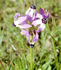 Description de l'image LowlandShootingStar crwb.jpg.