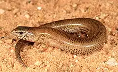 Description de l'image Lowland Earless Skink (Hemiergis peronii) (9389647025).jpg.