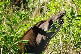 Tapir du Brésil mangeant des feuilles